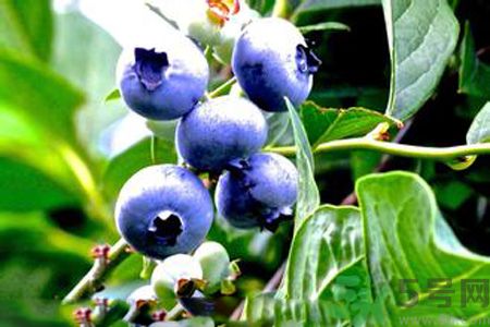 什么是藍(lán)莓李果？藍(lán)莓李果和藍(lán)莓的區(qū)別？