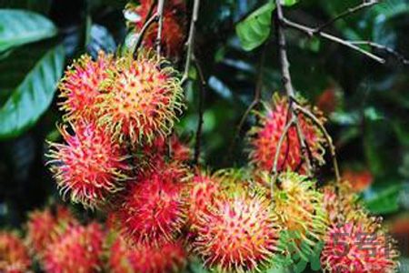 紅毛丹的殼可以吃嗎？紅毛丹的皮可以吃嗎？