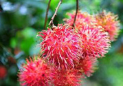 寶寶可以吃紅毛丹嗎？寶寶多大了可以吃紅毛丹？