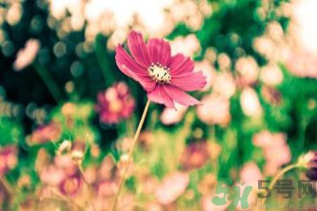 父親節送什么花好？父親節送什么花？