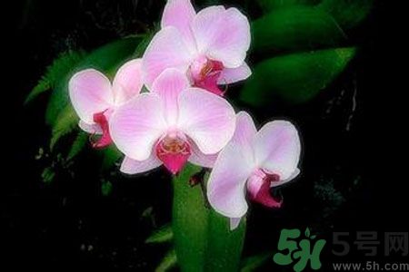 父親節(jié)送什么花好？父親節(jié)送什么花？
