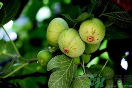 無花果是發物嗎？無花果樹不是發物？