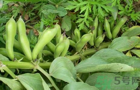 豌豆和蠶豆能一起吃嗎?豌豆和蠶豆的區別