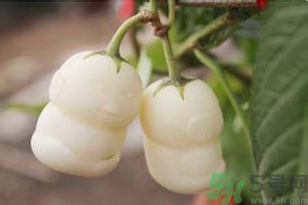 人參果是發(fā)物嗎？人參果是不是發(fā)物？