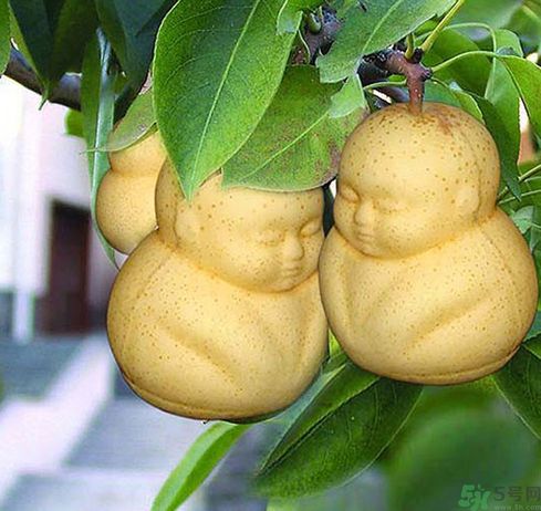哺乳期可以吃人參果嗎？哺乳期吃人參果好嗎？
