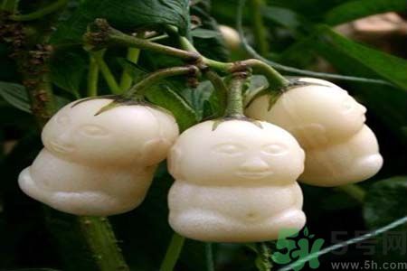 哺乳期可以吃人參果嗎？哺乳期吃人參果好嗎？