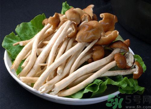孕婦能否吃茶樹(shù)菇?孕婦吃茶樹(shù)菇的好處
