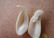 花生發芽能吃嗎?花生發芽有毒嗎