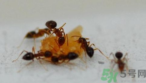 寢室有螞蟻怎么辦?宿舍有螞蟻怎么消滅? 寢室有螞蟻怎么辦?宿舍有螞蟻怎么消滅?