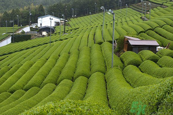 綠茶可以去黑眼圈嗎？綠茶去黑眼圈的方法