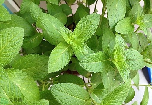 薄荷能美白嗎？薄荷有什么功效和作用？