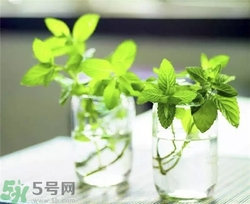 薄荷能美白嗎？薄荷有什么功效和作用？