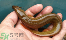 泥鰍死了還能吃嗎？死泥鰍能不能吃？