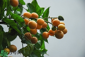 孕婦能吃黃皮果嗎？孕婦吃黃皮果好嗎？