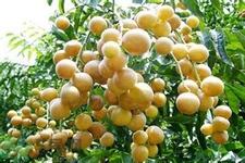 黃皮果果核可以吃嗎？黃皮果果核有什么功效？