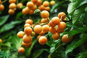 孕婦能吃黃皮果嗎？孕婦吃黃皮果好嗎？