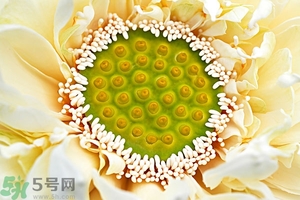 蓮蓬是什么東西？蓮蓬是什么顏色的？