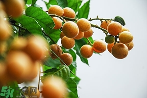 孕婦能吃黃皮果嗎？孕婦吃黃皮果好嗎？