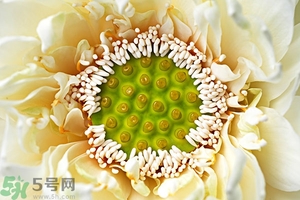 蓮蓬是什么東西？蓮蓬是什么顏色的？