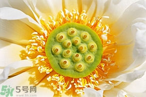 蓮蓬可以多吃嗎？蓮子吃多了會怎樣？