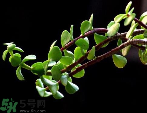 馬齒莧是熱性還是涼性？馬齒莧是涼性嗎？
