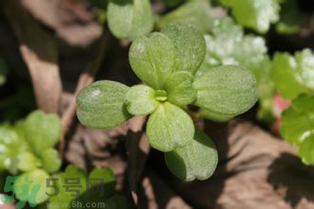 馬齒莧是熱性還是涼性？馬齒莧是涼性嗎？