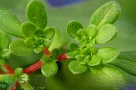 馬齒莧是不是發(fā)物？馬齒莧是發(fā)物嗎？