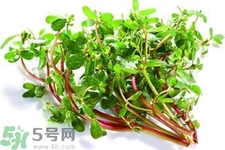 馬齒莧的功效作用及營養價值 馬齒莧的禁忌和副作用
