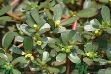 馬齒莧是酸性還是堿性？馬齒莧是堿性嗎？