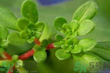 馬齒莧是酸性還是堿性？馬齒莧是堿性嗎？