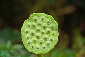 蓮蓬可以多吃嗎？蓮子吃多了會怎樣？