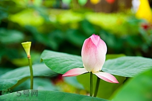 蓮蓬可以多吃嗎？蓮子吃多了會怎樣？