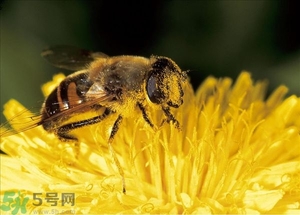 蜂蜜放久了有酒味是怎么回事？蜂蜜有酒味還能喝嗎？