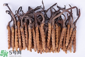 冬蟲夏草是怎么形成的？冬蟲夏草是蟲子嗎？