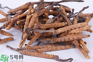 冬蟲夏草是怎么形成的？冬蟲夏草是蟲子嗎？