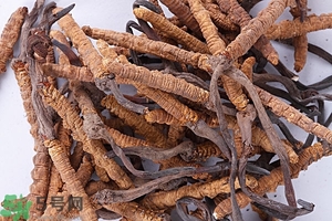 冬蟲夏草是怎么形成的？冬蟲夏草是蟲子嗎？