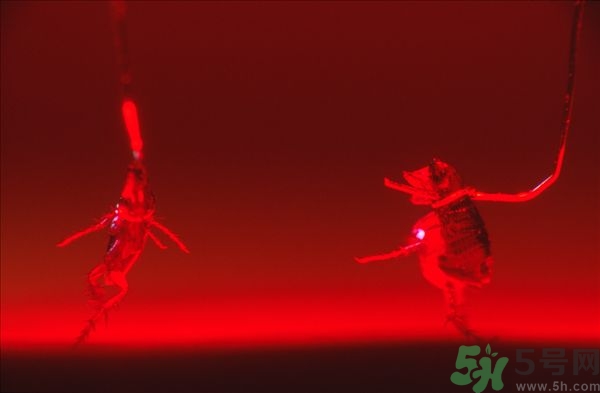 家里有跳蚤怎么快速去除？屋里有跳蚤怎么消滅掉？