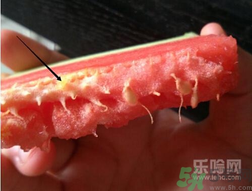 如何辨別催熟的西瓜？催熟的西瓜是什么樣的？
