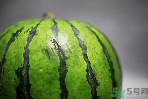 如何辨別催熟的西瓜？催熟的西瓜是什么樣的？