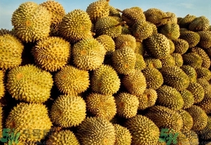 榴蓮能放冰箱嗎？榴蓮放在冰箱能保存幾天？
