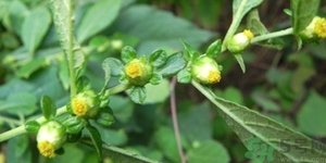 鹿活草真的有嗎？鹿活草貴嗎鹿活草哪里有？