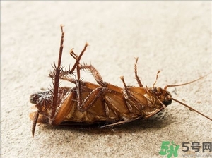 家里有蟑螂怎么辦能除根嗎？家里有蟑螂怎樣能徹底消滅？