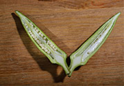 秋葵是轉(zhuǎn)基因食品嗎？秋葵是壯陽的嗎?