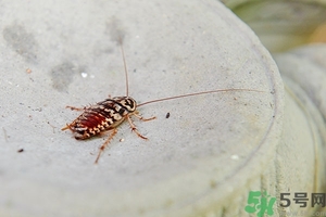 家里有蟑螂怎么辦能除根嗎？家里有蟑螂怎樣能徹底消滅？