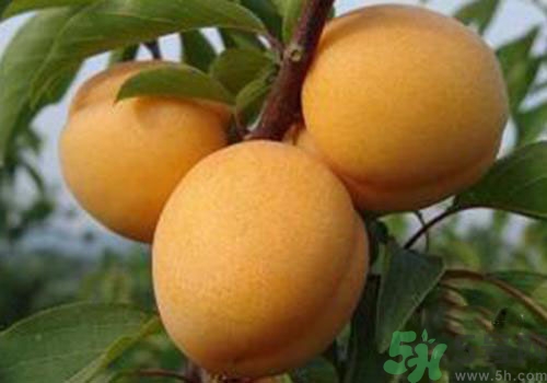 杏子沒熟可以吃嗎？吃了沒熟的杏子怎么辦？