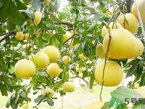 柚子的瓤是紅色正常嗎？柚子里面是紅色的能吃嗎？