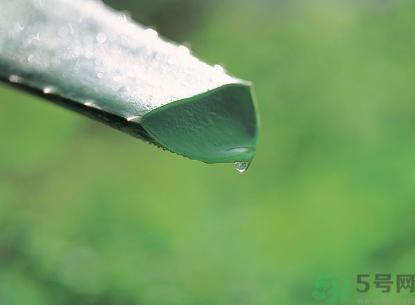 蘆薈怎么吃最好？蘆薈吃多了會怎樣？