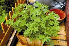 驅蚊草可以驅蚊嗎？驅蚊草有用嗎？
