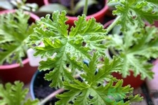 驅(qū)蚊草可以驅(qū)蚊嗎？驅(qū)蚊草有用嗎？