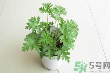 驅(qū)蚊草孕婦可以聞嗎？驅(qū)蚊草對(duì)孕婦有害嗎？